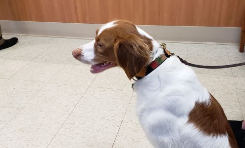 Foxboro Animal Hospital