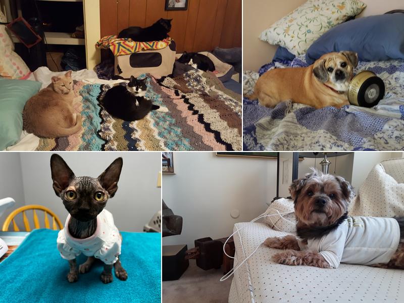 Southern Maine Veterinary Care