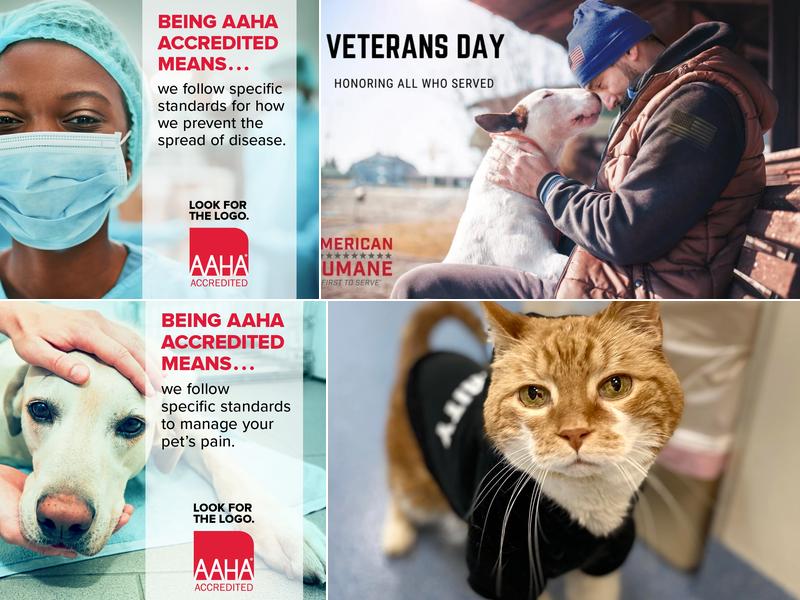 Central Park Veterinary Hospital: Robbins Carolyn M DVM