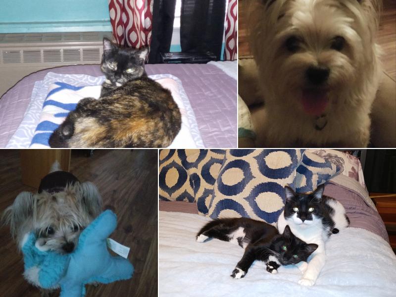 Rochester Veterinary Clinic