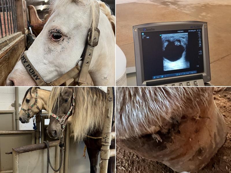 Piedmont Equine Associates