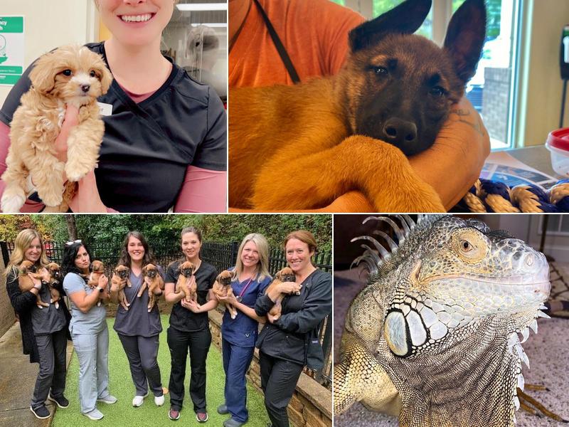 Christopher Mike Dvm - Animal Medical & Surgical Ctr