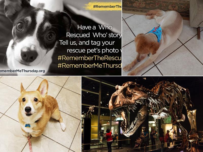 BridgeMill Animal Hospital