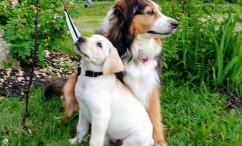 Meadow Wood Animal Clinic