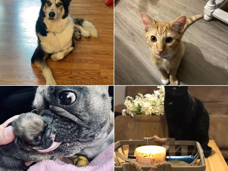 Veterinary Emergency, Critical Care & Referral Center