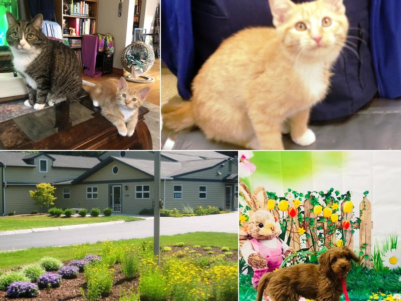 Dover Veterinary Hospital