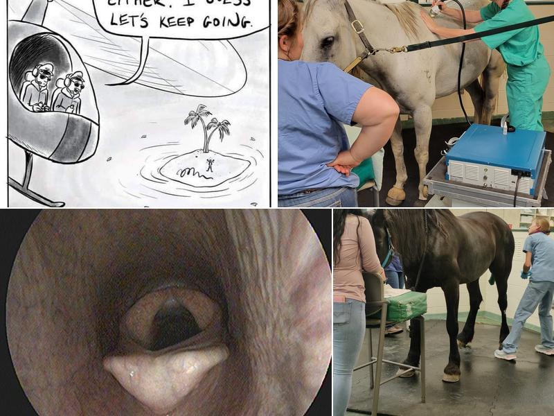 New England Equine Medical & Surgical center