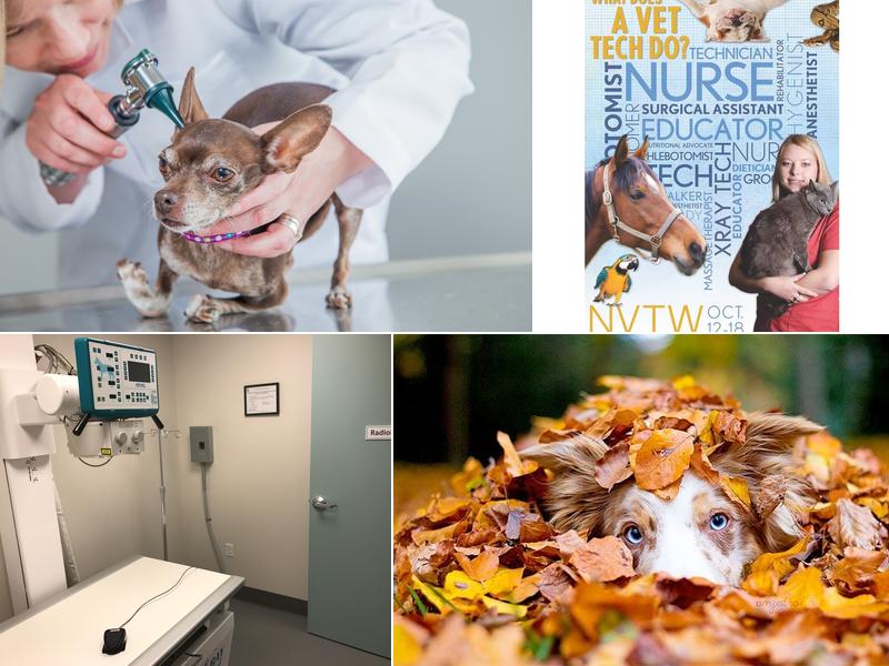 Veterinary Services of Westwood