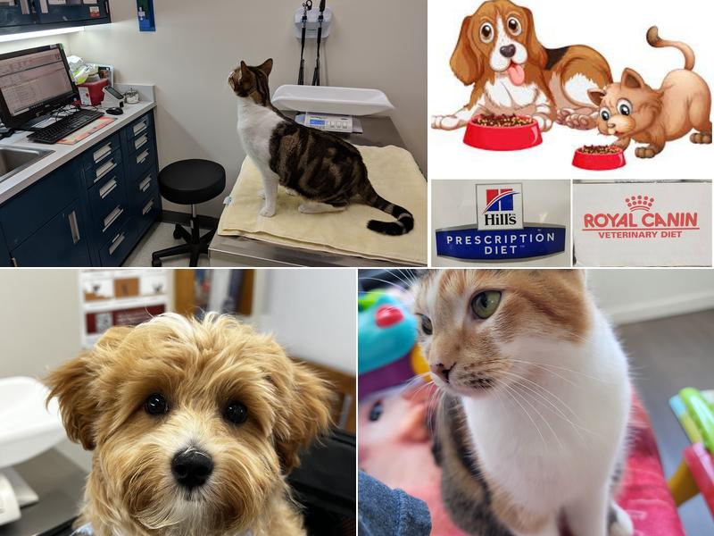 King Street Pet Hospital