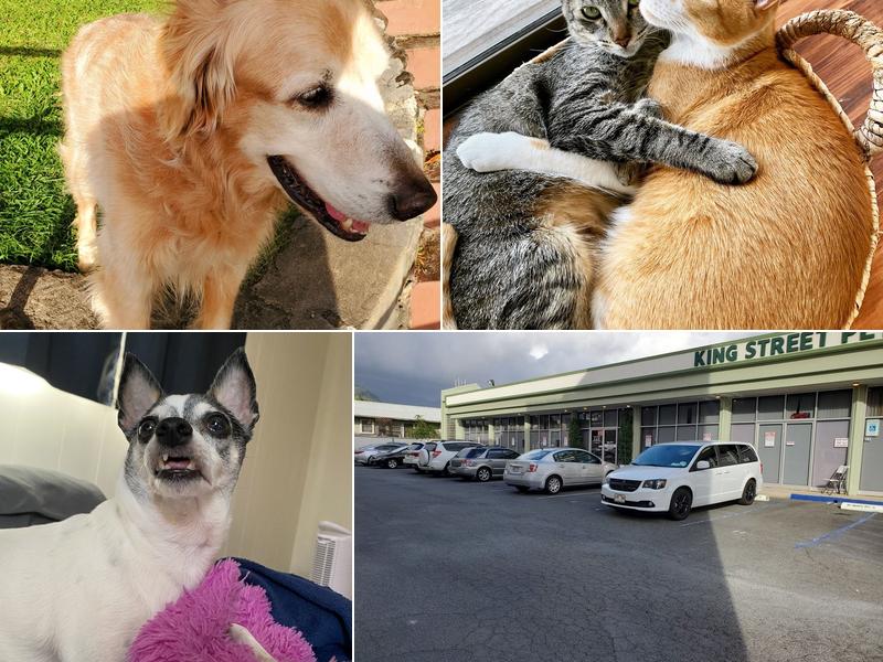 Goo Shelby Young DVM