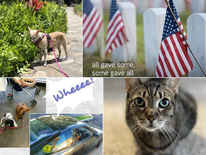 Surf Paws Animal Hospital