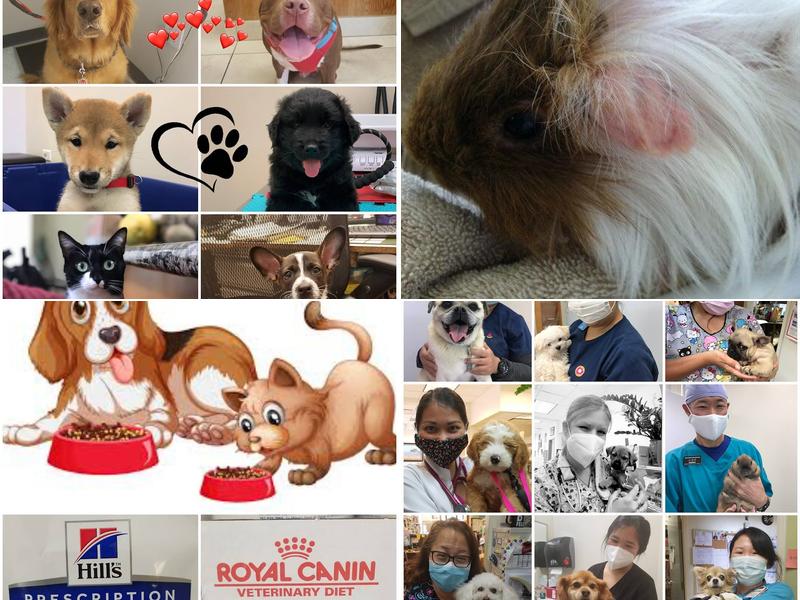 King Street Pet Hospital: Fujie Richard DVM