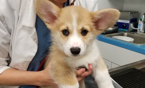 Island Veterinary Care