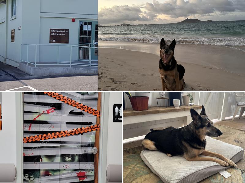 Fort Shafter Veterinary Activity