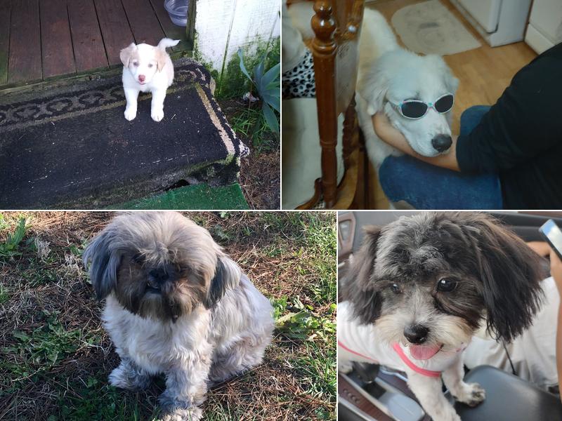 Cuthbert Critter Care