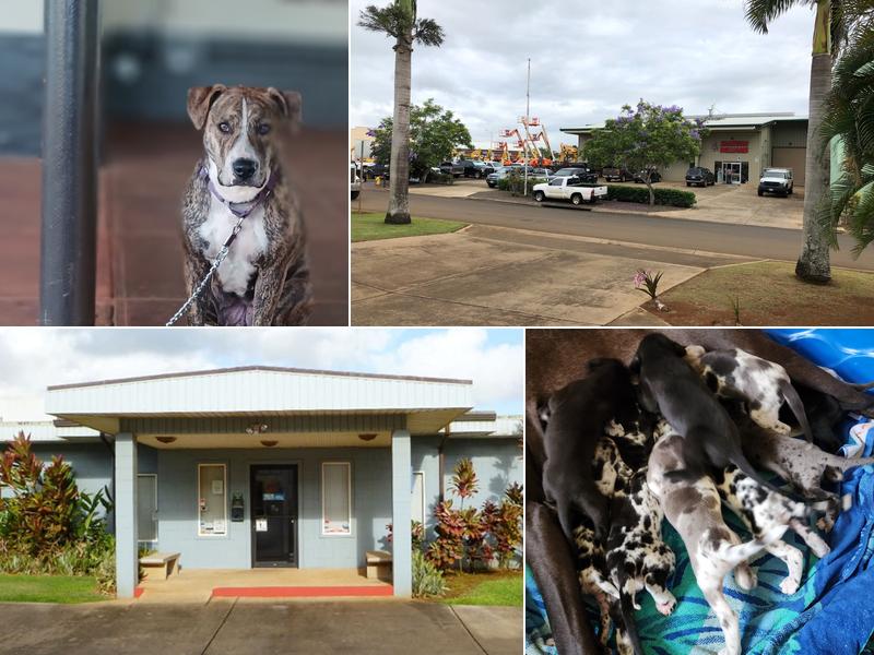Kaua'i Veterinary Clinic Inc
