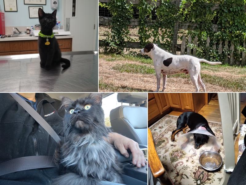 Mashpee Veterinary Hospital