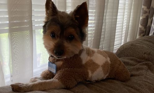 Narcoossee Animal Hospital St. Cloud