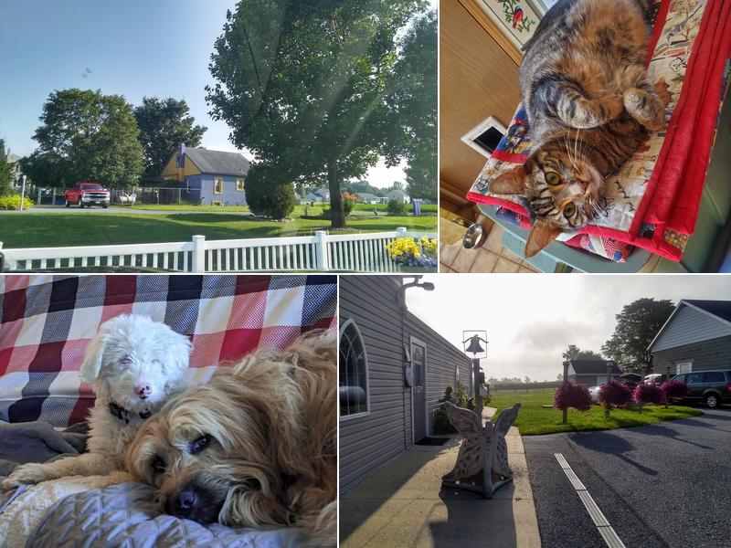 Greys and Strays LLC