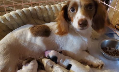 Powell-Perry Veterinary Hospital Hope