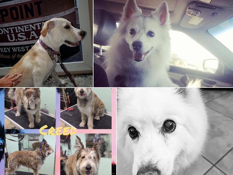 Island Paws Pet Sitting Services