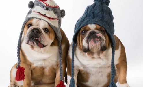 Matthews Veterinary Hospital Matthews Veterinary Hospital, Funston Georgia 31753