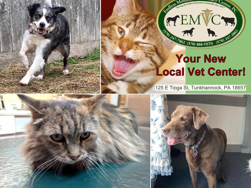 Endless Mountains Veterinary Center, PC