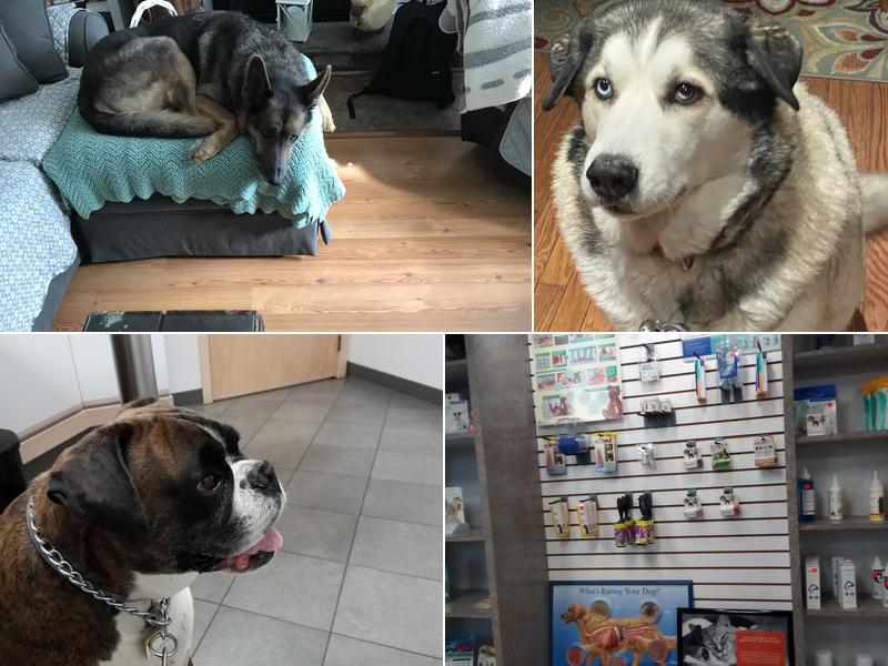 Forest Inn Veterinary Hospital