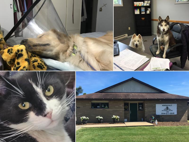 Mountain Valley Spay/Neuter and Vaccine Clinic
