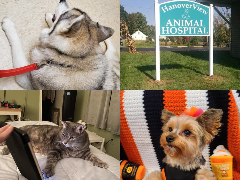 HanoverView Animal Hospital