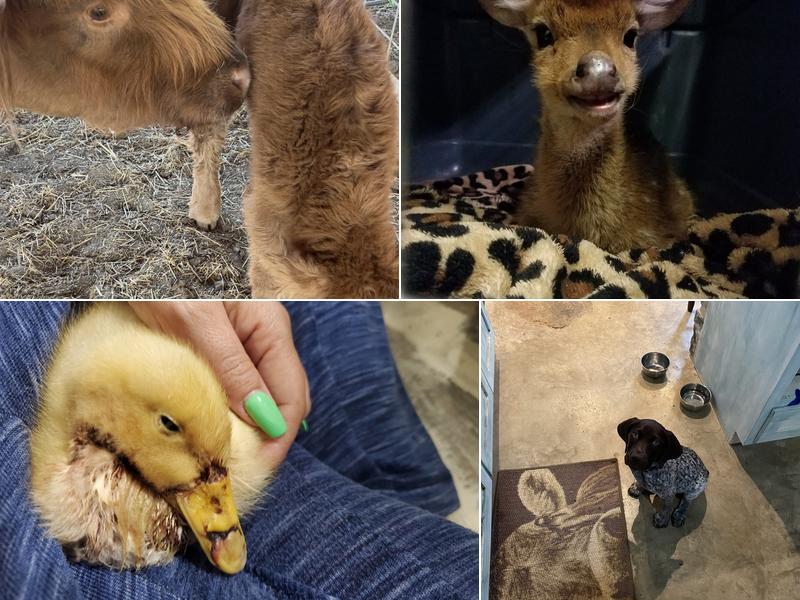 Fredericksburg Veterinary Center, Dr. Neal Eckert