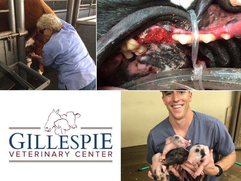 Gillespie Veterinary Center