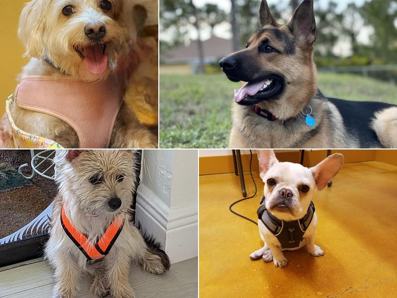 Brown Veterinary Clinic