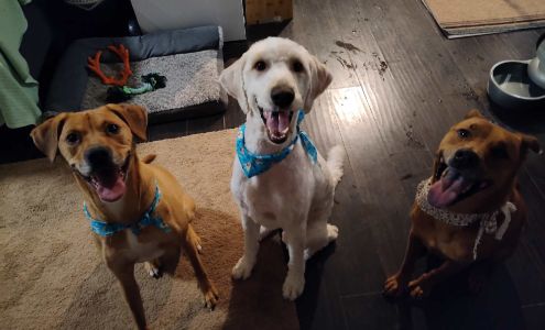 Emergency Pet Hospital: Binoneimi Amber DVM