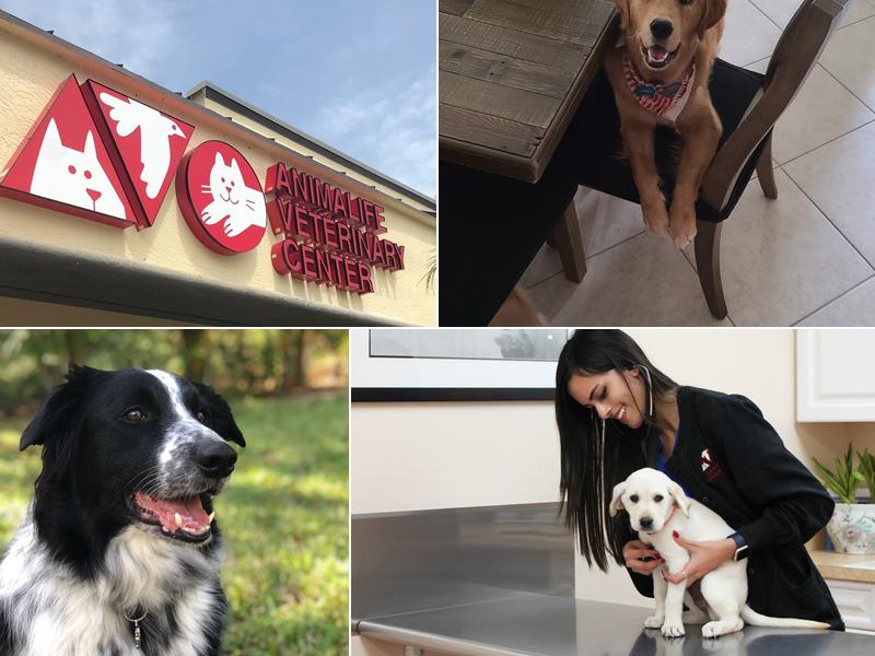 The Animalife Veterinary Center at Eagle Creek