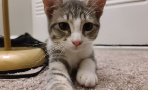 Humane Society of Pinellas