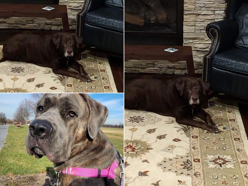 Boiling Springs Animal Hospital: Kathy Purcell, DVM