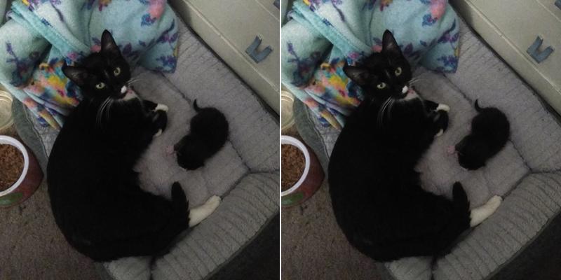 Adamstown Veterinary Hospital: O'Neill John R DVM