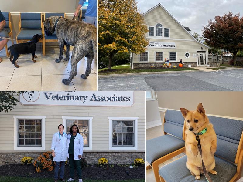 Mount Airy Veterinary Associates, Inc.