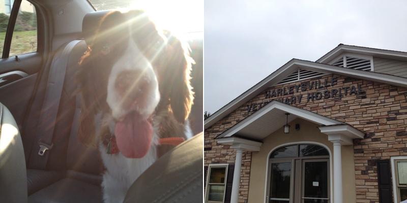 Meredith Brown, V.M.D.