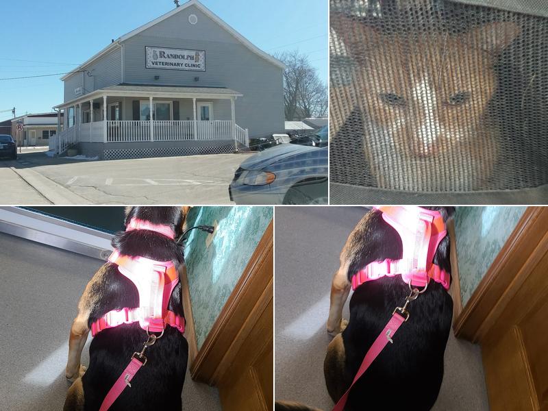 Randolph Veterinary Clinic