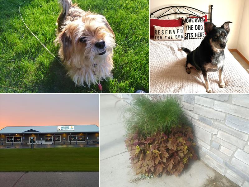 Peshtigo Veterinary Services