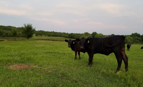 Prague Veterinary Clinic Prague