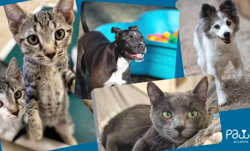 PAWS Atlanta