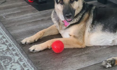 Daleville Animal Hospital 61 Troy Edmundson Rd, Daleville Alabama 36322