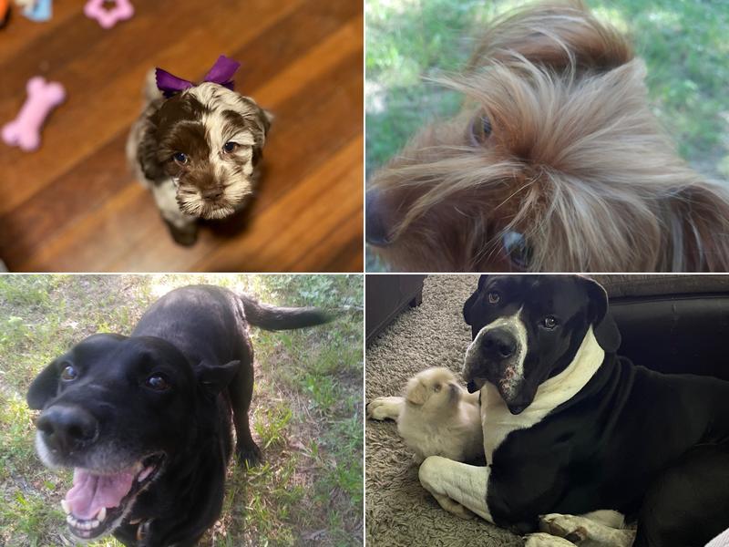 Stuttgart Animal Clinic DVM