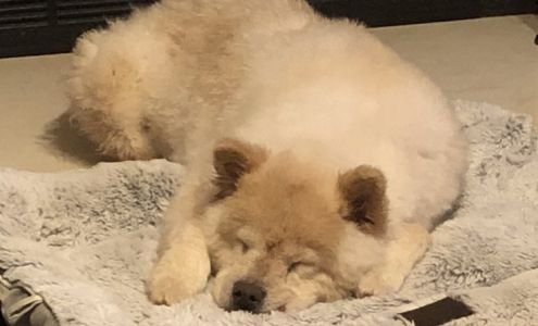 Perry Animal Hospital: Bolbach Liz DVM Perry