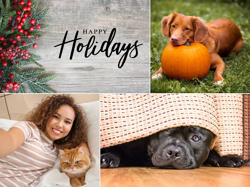 Whetstone Michele DVM