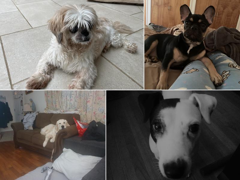 Mendham Animal Hospital