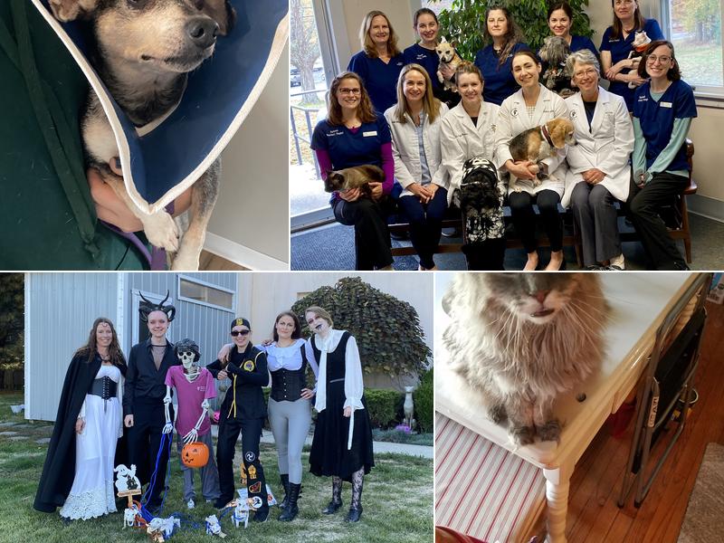 Saybrook Veterinary Hospital